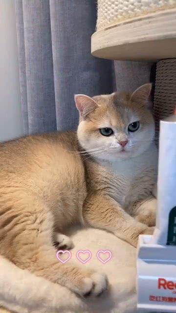 小猫沉浸式吃瓜,一场猫界的热闹“瓜田”  第1张